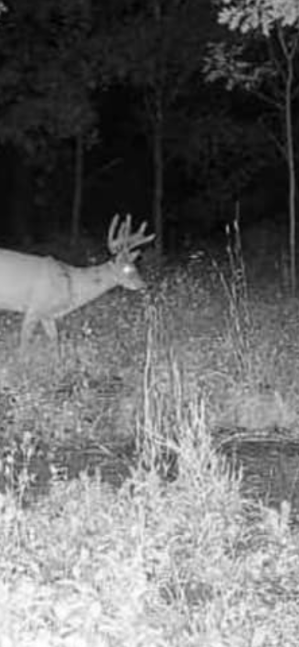 Deer Minerals, Pre Rut, Rut, Soybeans for Food Plots, Buck Preorbital, Tarsal Glands, Urine Scents, Glandular Scents.