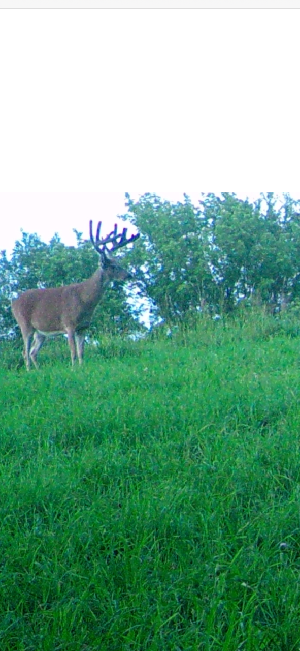 Big Bucks, Deer Hunting, Deer Minerals, Deer Behavior, Bow Hunting, Gun Hunting, Clover Mix, Brassica Mix.