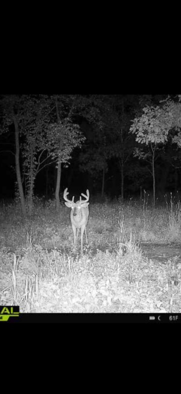 Big Bucks, Deer Hunting, Deer Minerals, Deer Behavior, Bow Hunting, Gun Hunting, Clover Mix, Brassica Mix.