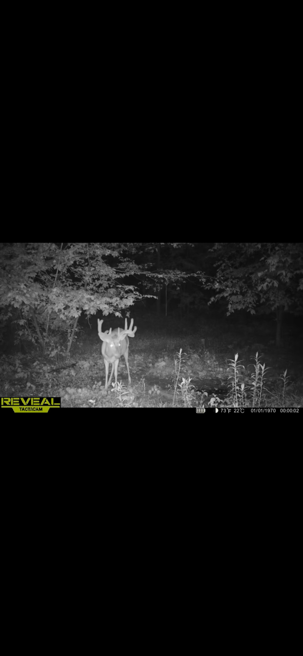 Big Bucks,  Deer Hunting, Deer Minerals, Deer Behavior, Bow Hunting, Gun Hunting, Clover Mix, Brassica Mix.