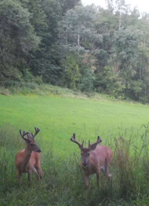 Big Bucks, Big Bucks Adventures, Deer Hunting, Deer Minerals, Deer Behavior, Bow Hunting, Gun Hunting, Minnesota Hunting.