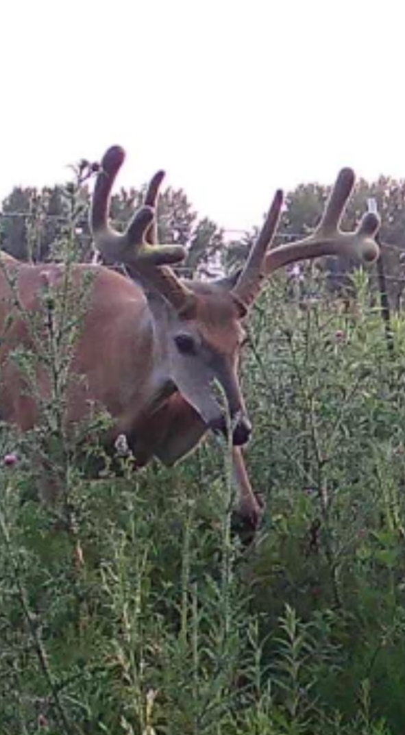 Deer Minerals, Deer Behavior, Clover Mixes, Brassica Mixes, Soybeans for Food Plots, Glandular Scents, Urine Scents.