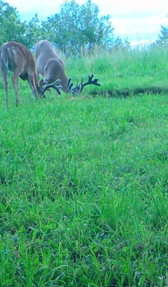 Big Bucks, Big Bucks Adventures, Deer Hunting, Deer Minerals, Deer Behavior, Bow Hunting, Gun Hunting, Minnesota Hunting.
