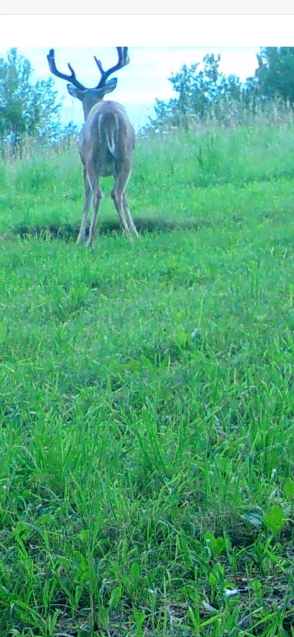 Big Bucks, Big Bucks Adventures, Deer Hunting, Deer Minerals, Deer Behavior, Bow Hunting, Gun Hunting, Minnesota Hunting.