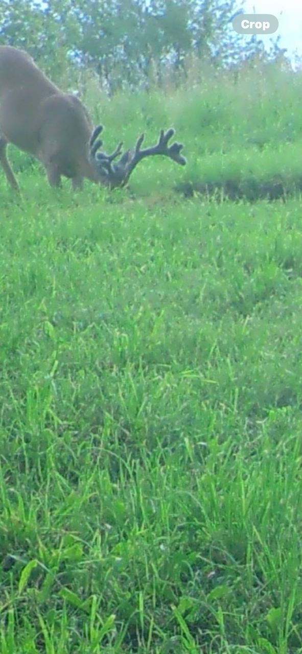 Big Bucks, Big Bucks Adventures, Deer Hunting, Deer Minerals, Deer Behavior, Bow Hunting, Gun Hunting, Minnesota Hunting.