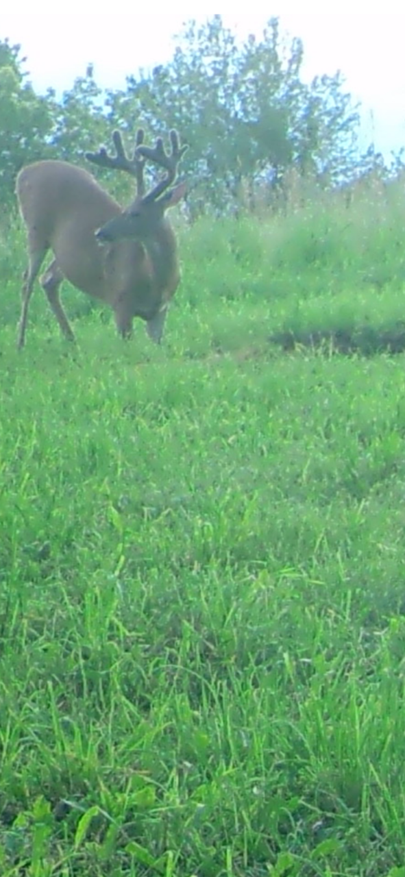 Big Bucks, Big Bucks Adventures, Deer Hunting, Deer Minerals, Deer Behavior, Bow Hunting, Gun Hunting, Minnesota Hunting.