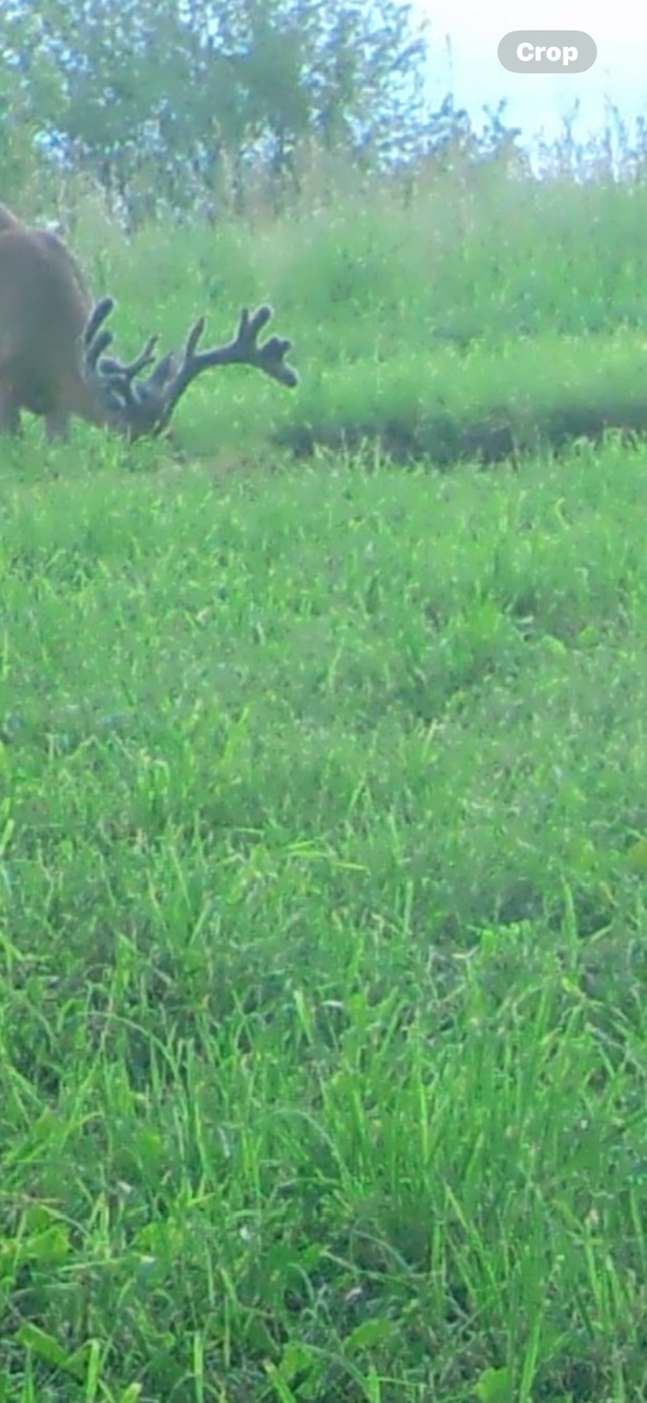 Big Bucks, Big Bucks Adventures, Deer Hunting, Deer Minerals, Deer Behavior, Bow Hunting, Gun Hunting, Minnesota Hunting.