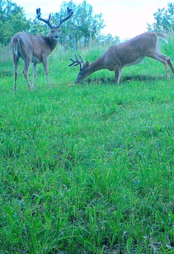 Big Bucks, Big Bucks Adventures, Deer Hunting, Deer Minerals, Deer Behavior, Bow Hunting, Gun Hunting, Central Minnesota.