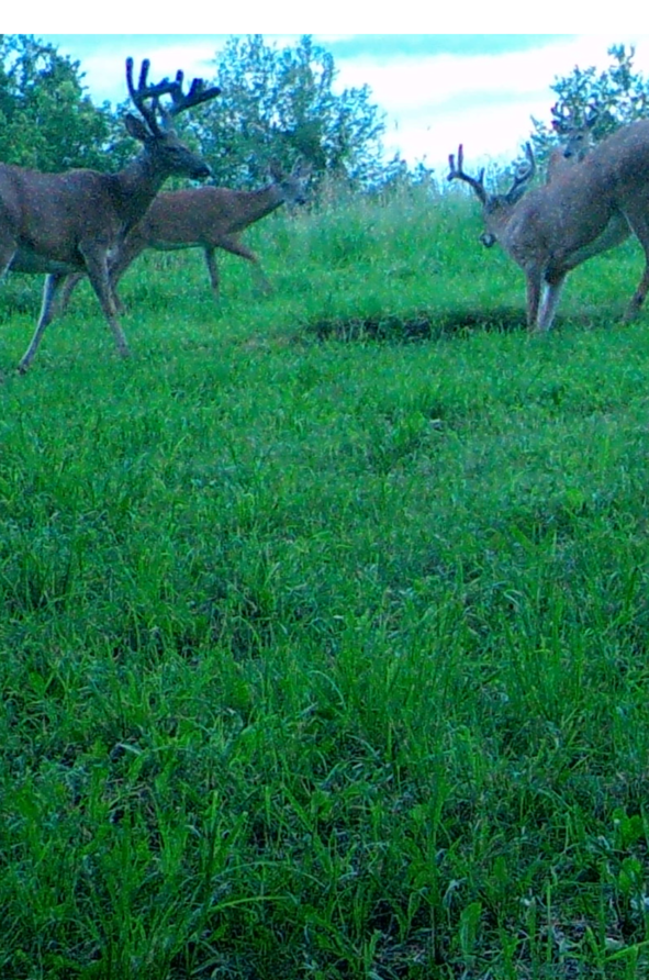 Buck Preorbital, Deer Minerals, Deer Hunting, Big Bucks, Clover Mix, Brassica Mix, Tarsal Glands, Rut, Pre Rut, Deer Scents.