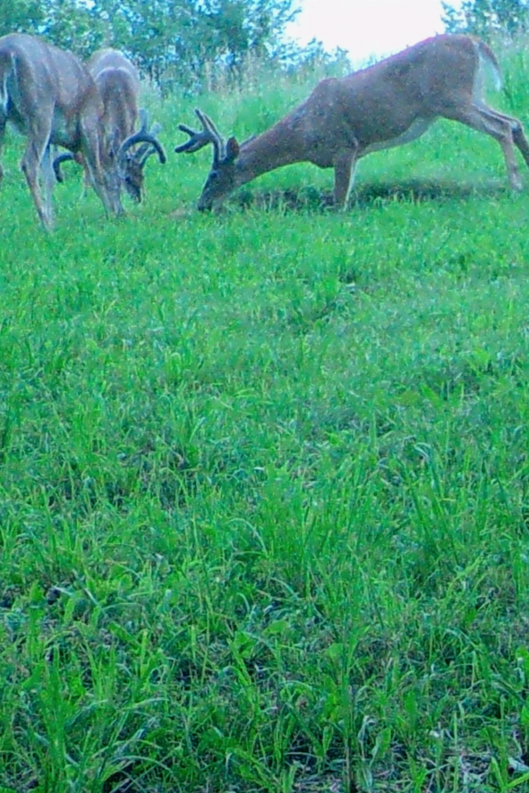 Buck Preorbital, Deer Minerals, Deer Hunting, Big Bucks, Clover Mix, Brassica Mix, Tarsal Glands, Rut, Pre Rut, Deer Scents.