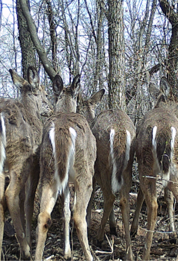 Herd of Deer, Bow Hunting, Gun Hunting, Deer Hunting, Food Plot Seed Mixes, Deer Mineral, Rut, Pre Rut, Deer Behavior