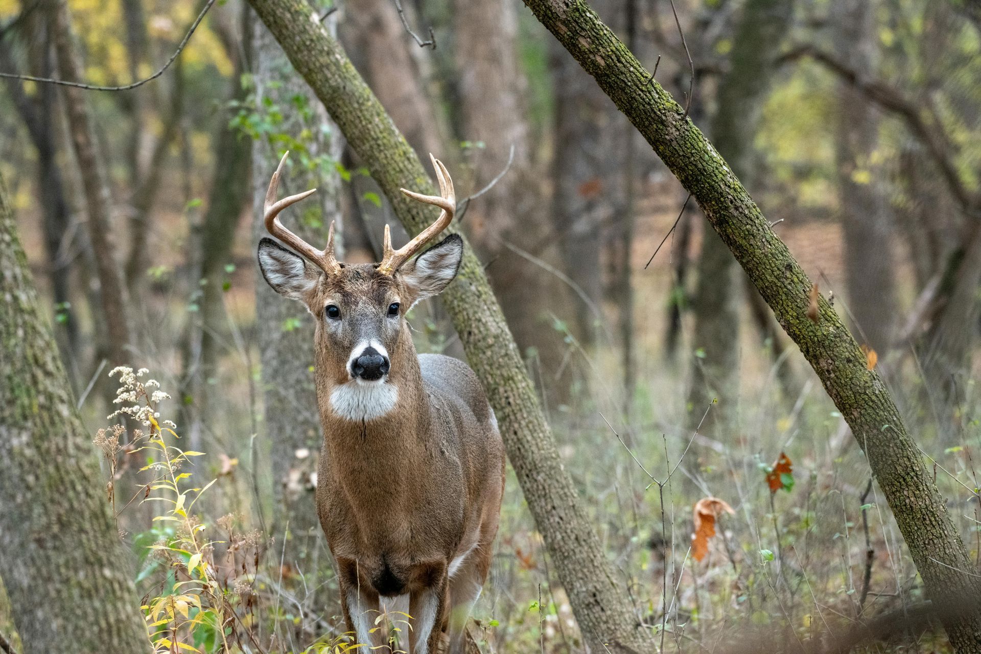 Deer Hunting, Hunting Deer, Big Bucks, Deer Behavior, Soybeans for Food Plots, Food Plot Seed Mixes, Tarsal Glands