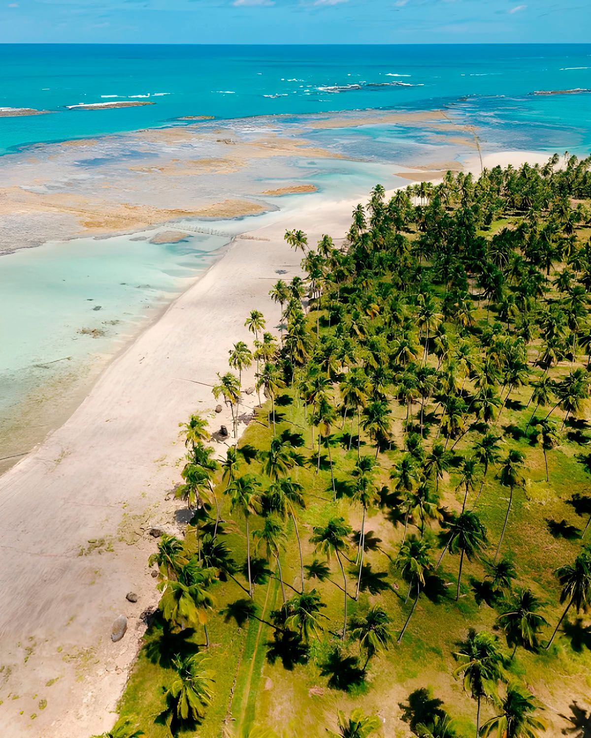 Uma vista aérea de uma praia tropical com palmeiras
