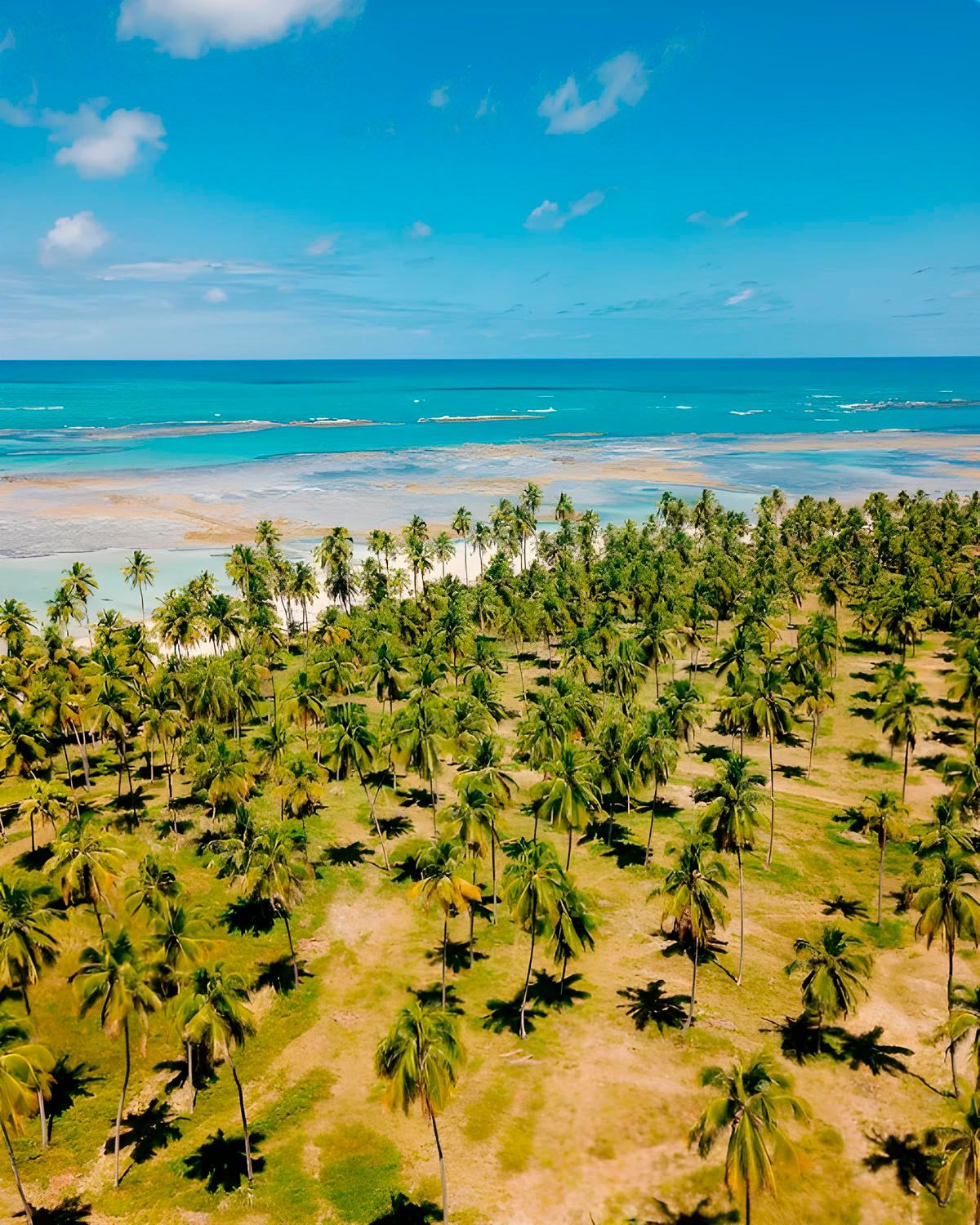 Uma vista aérea de um exuberante campo verde de palmeiras próximo ao oceano.