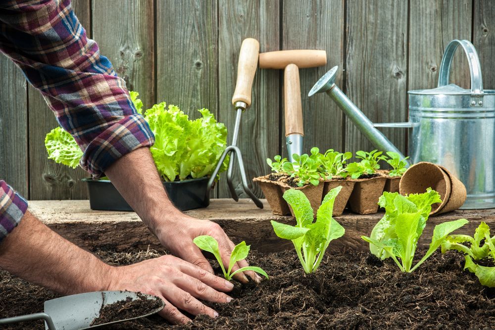 Person Planting Lettuce Seedlings in a Garden Bed — Laurieton Landscape Supplies In Kew, NSW