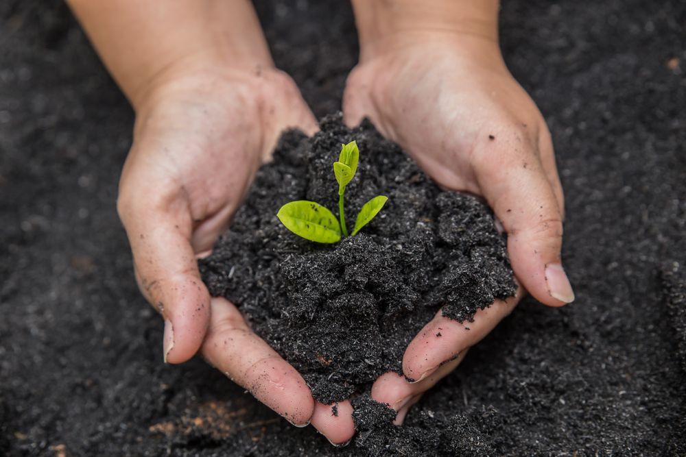 Hands Cupped, Holding Dark Soil and a Small Green Plant — Laurieton Landscape Supplies In Kew, NSW