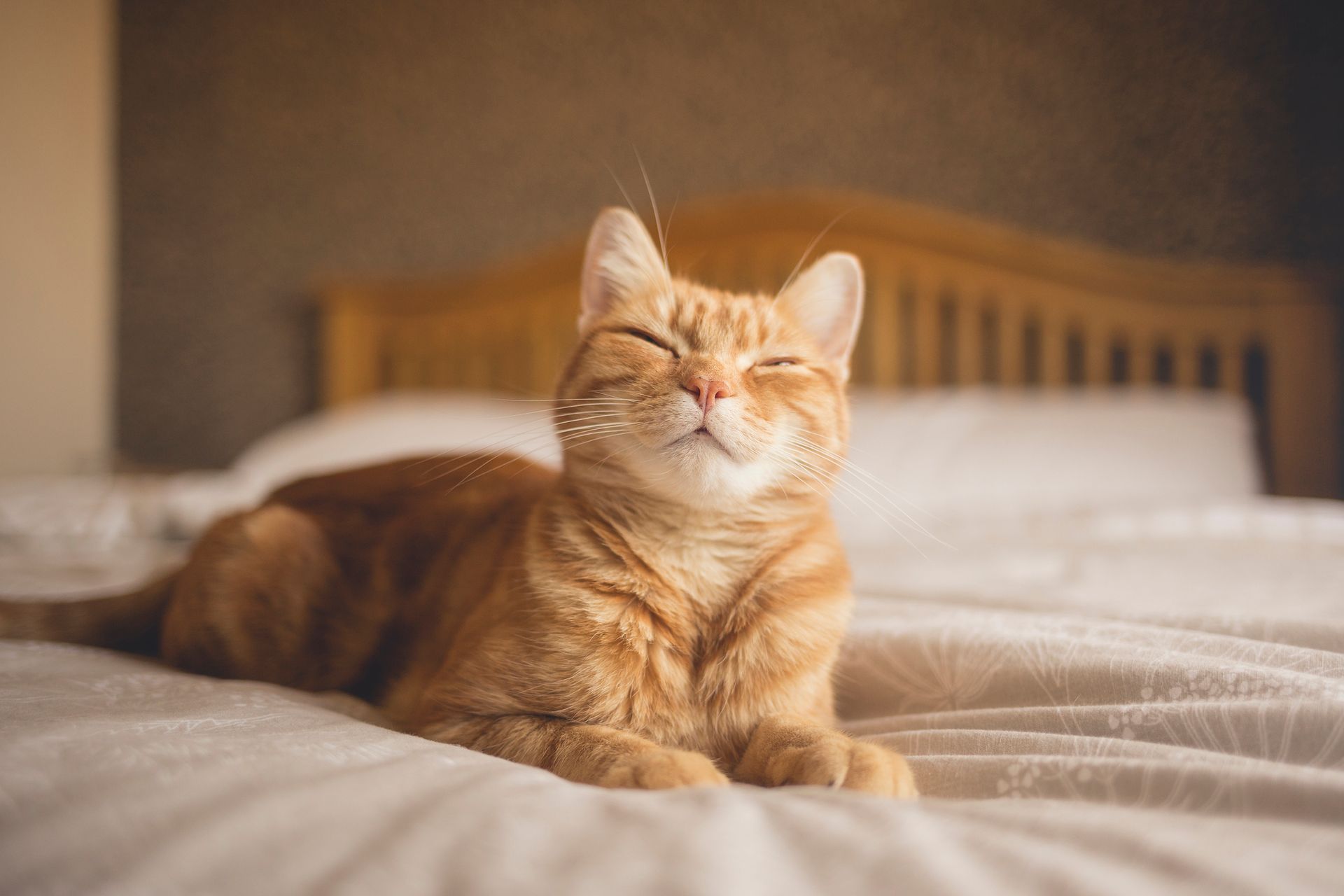 A ginger cat - Columbus, OH - Oakland Park Animal Hospital