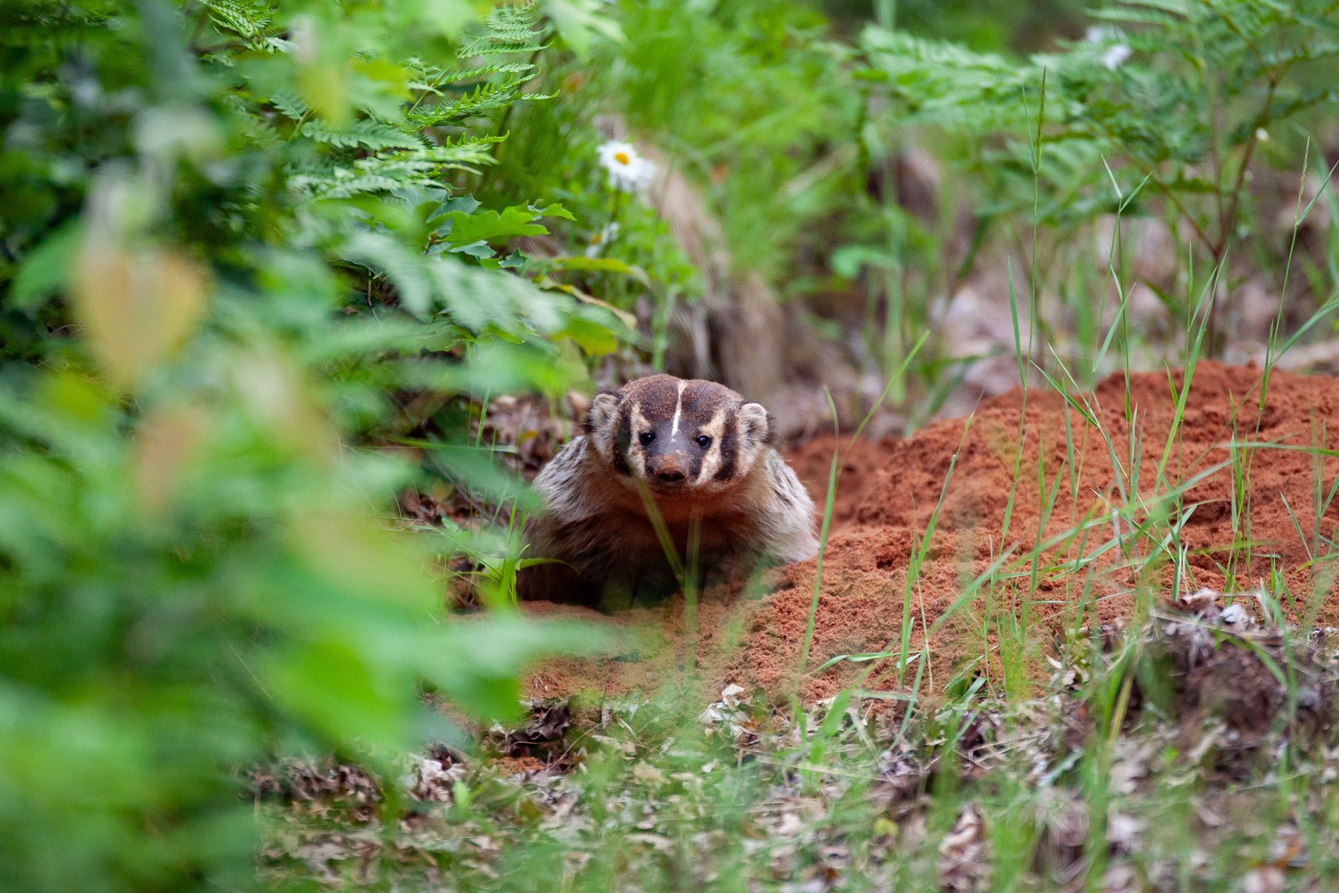 Honey badger in a forest, partly hidden in greenery and dirt path