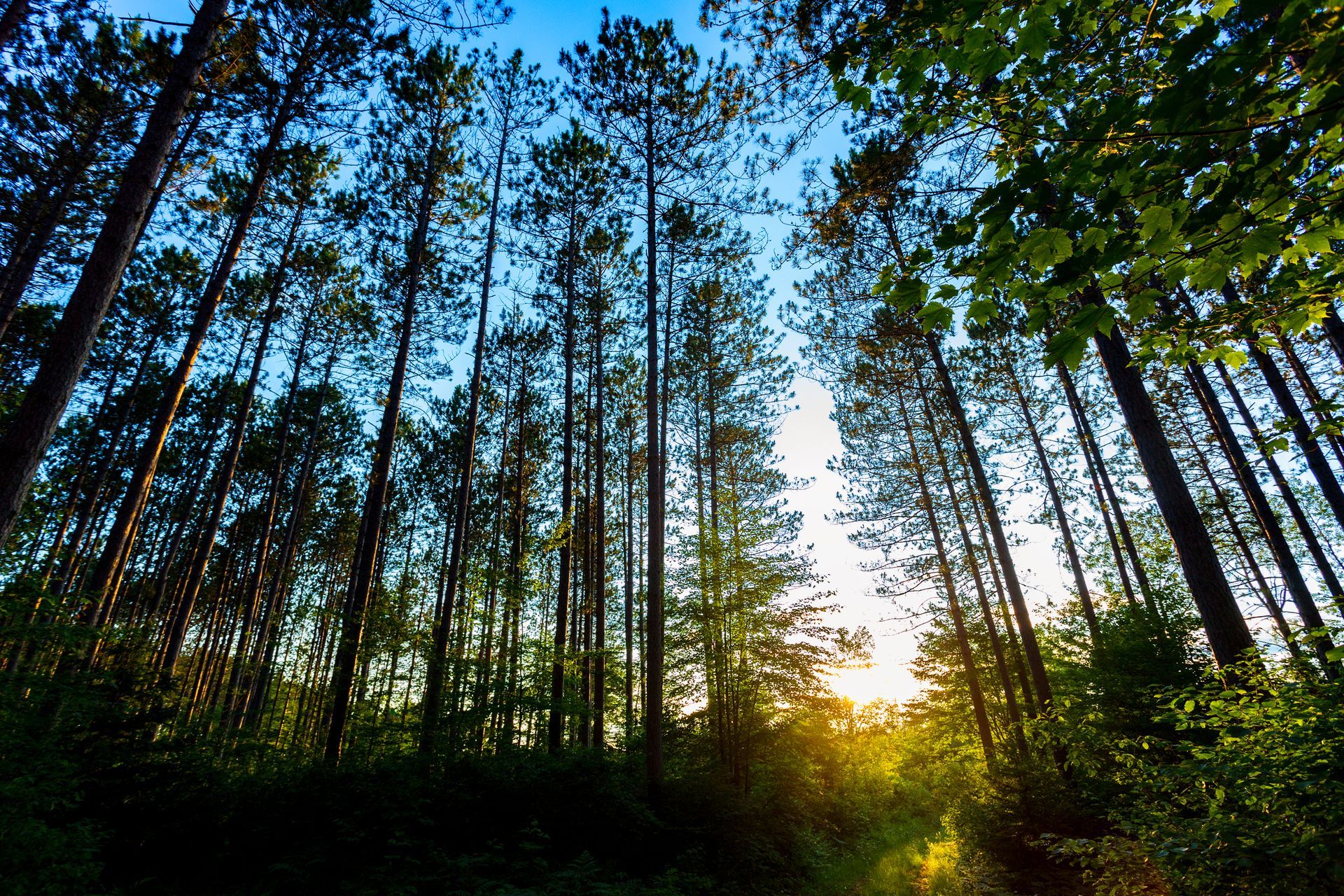 Sunlight shining through tall pine trees in a forest at dusk