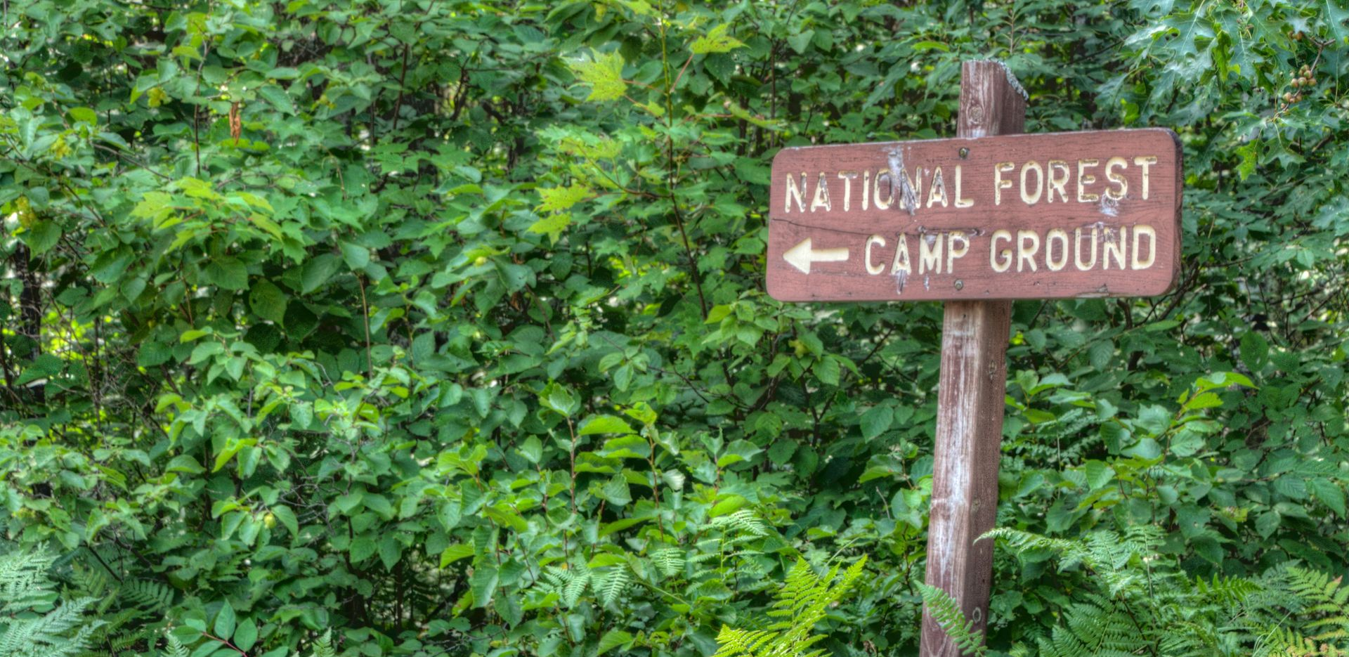 Wooden sign reading “Natural Forest Camp Ground” beside a dense green forest.