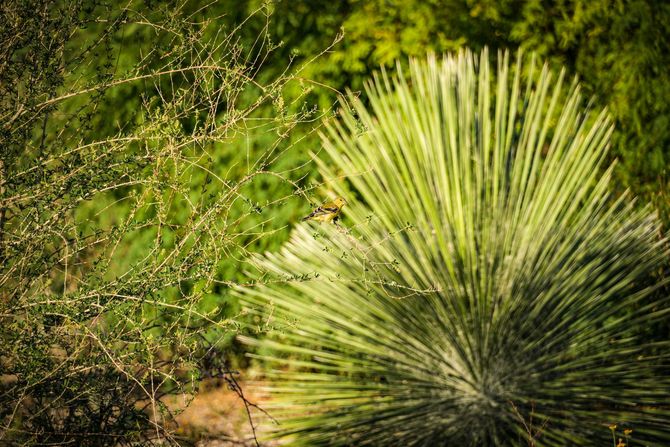Arizona plants