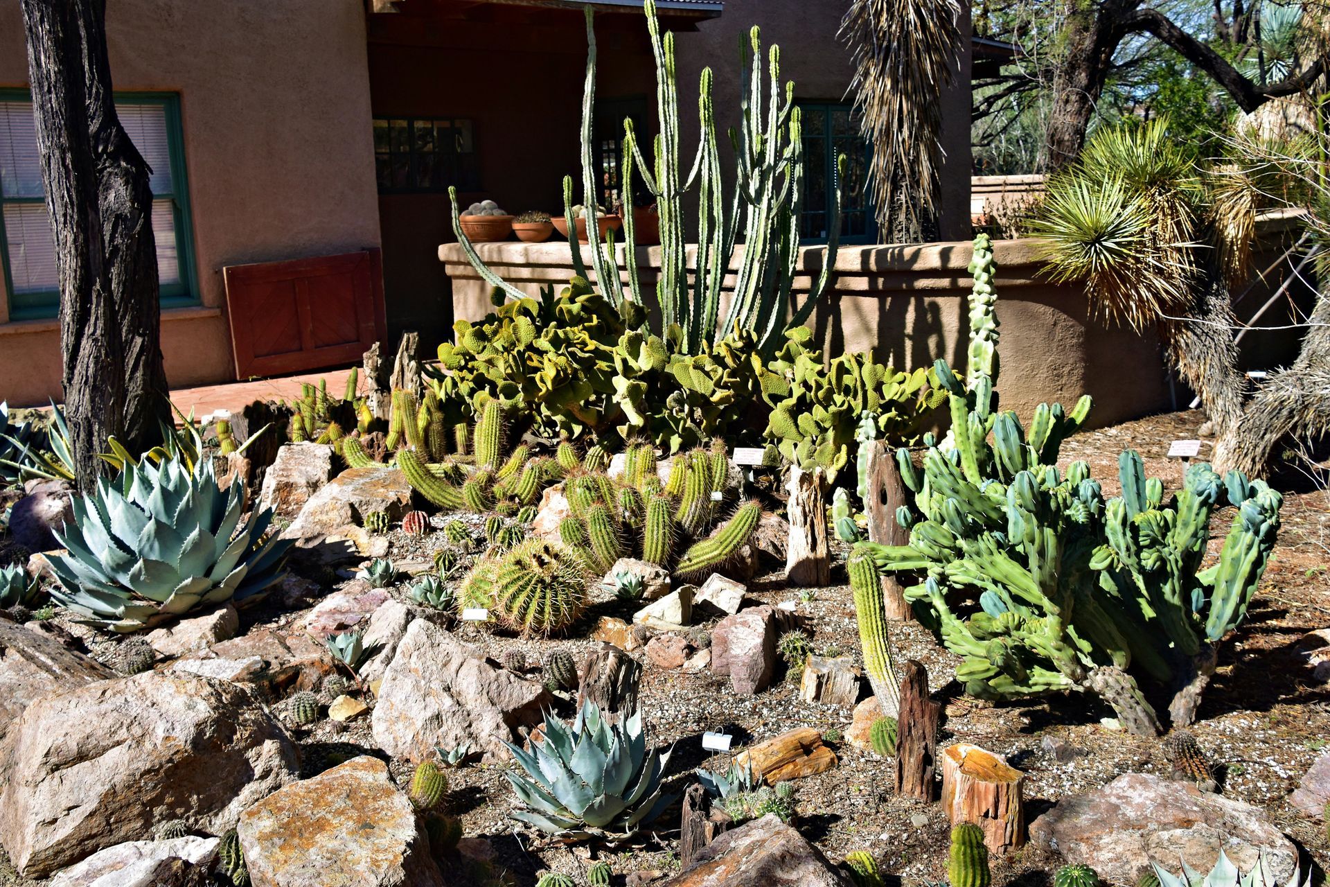AZ home with a beautifully designed front yard. Features well-placed cacti and other native plants that complement the environment.