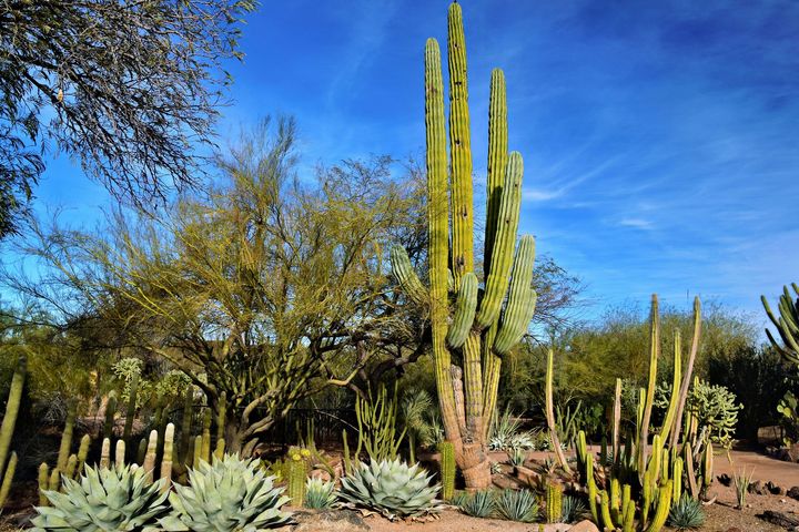 Arizona's natural landscape with saguaros, agaves, and more plants native to the environment.