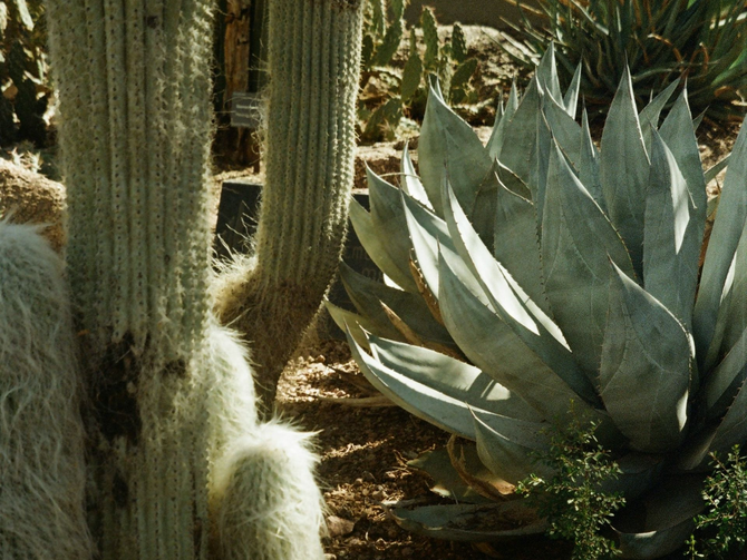 Sunlit cacti and other plants in the Arizona landscape.