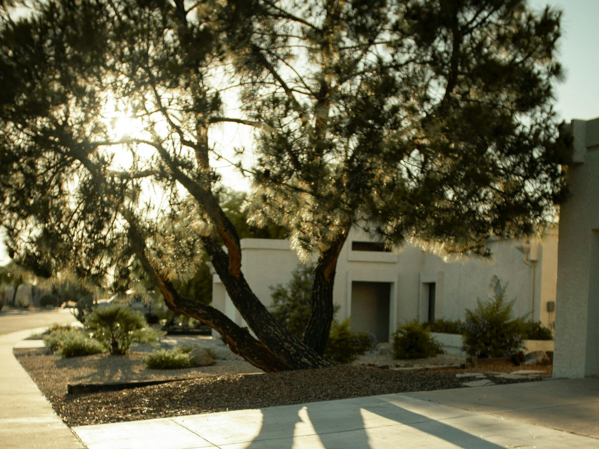 Front yard of an Arizona home with nice landscaping.
