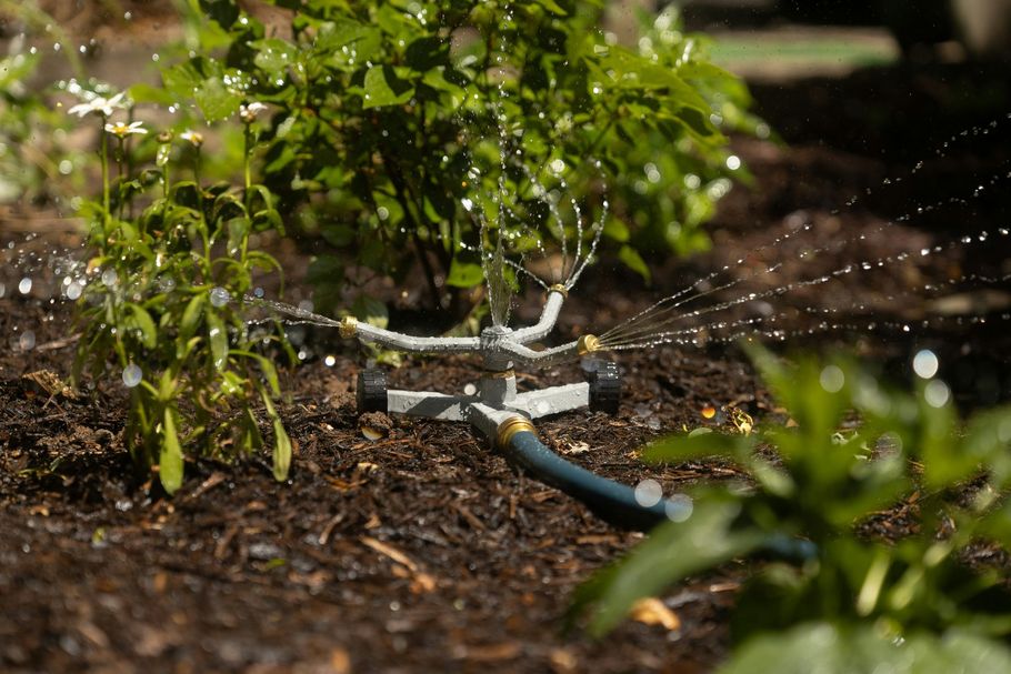 Sprinkler in garden watering plants.