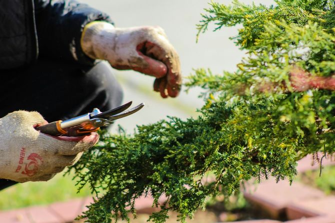 A landscaper is pruning a tree.