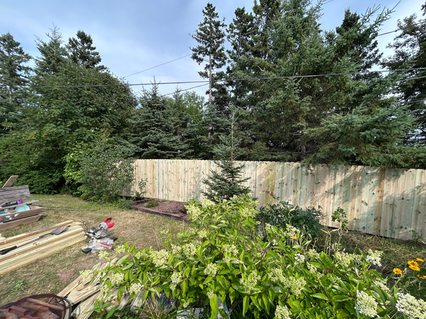 Backyard garden with trees, wooden fence, and flowering shrubs under a cloudy sky
