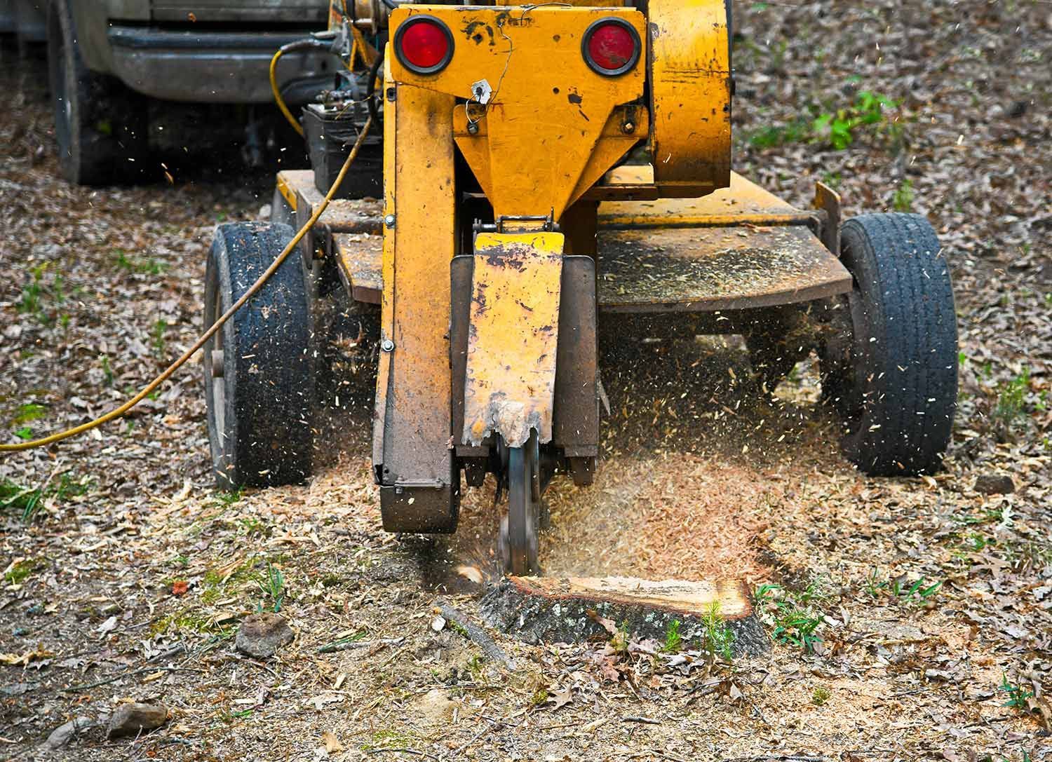 Stump grinding on backyard