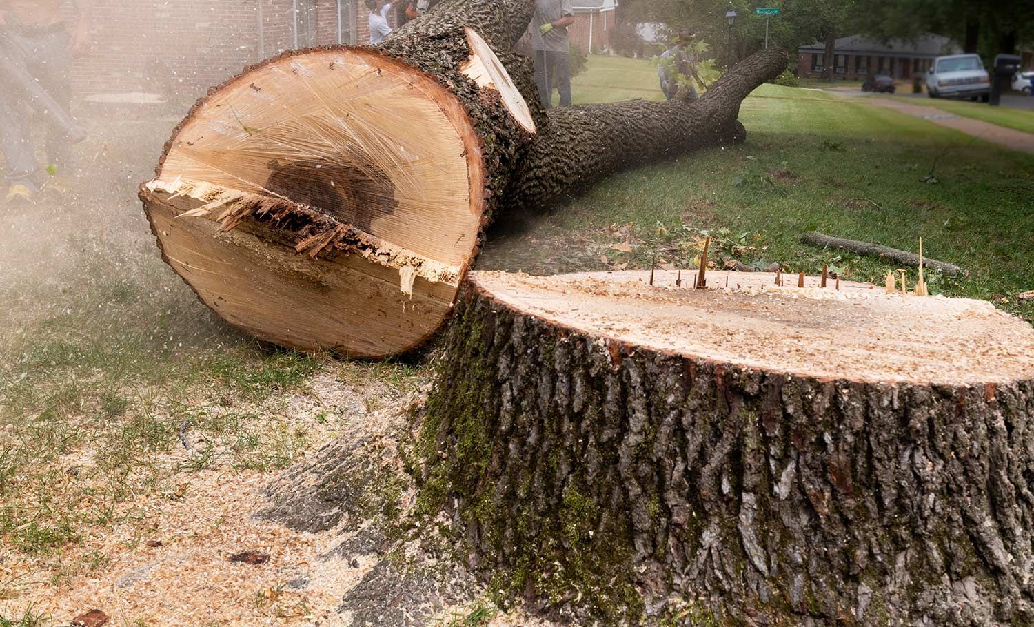 Fallen tree trunk on a grassy lawn, with a large cut log section in the foreground