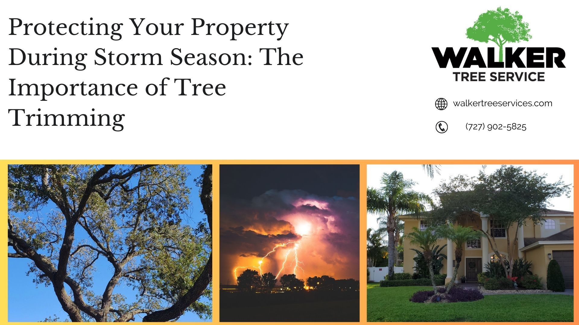 tree pruning Spring Hill