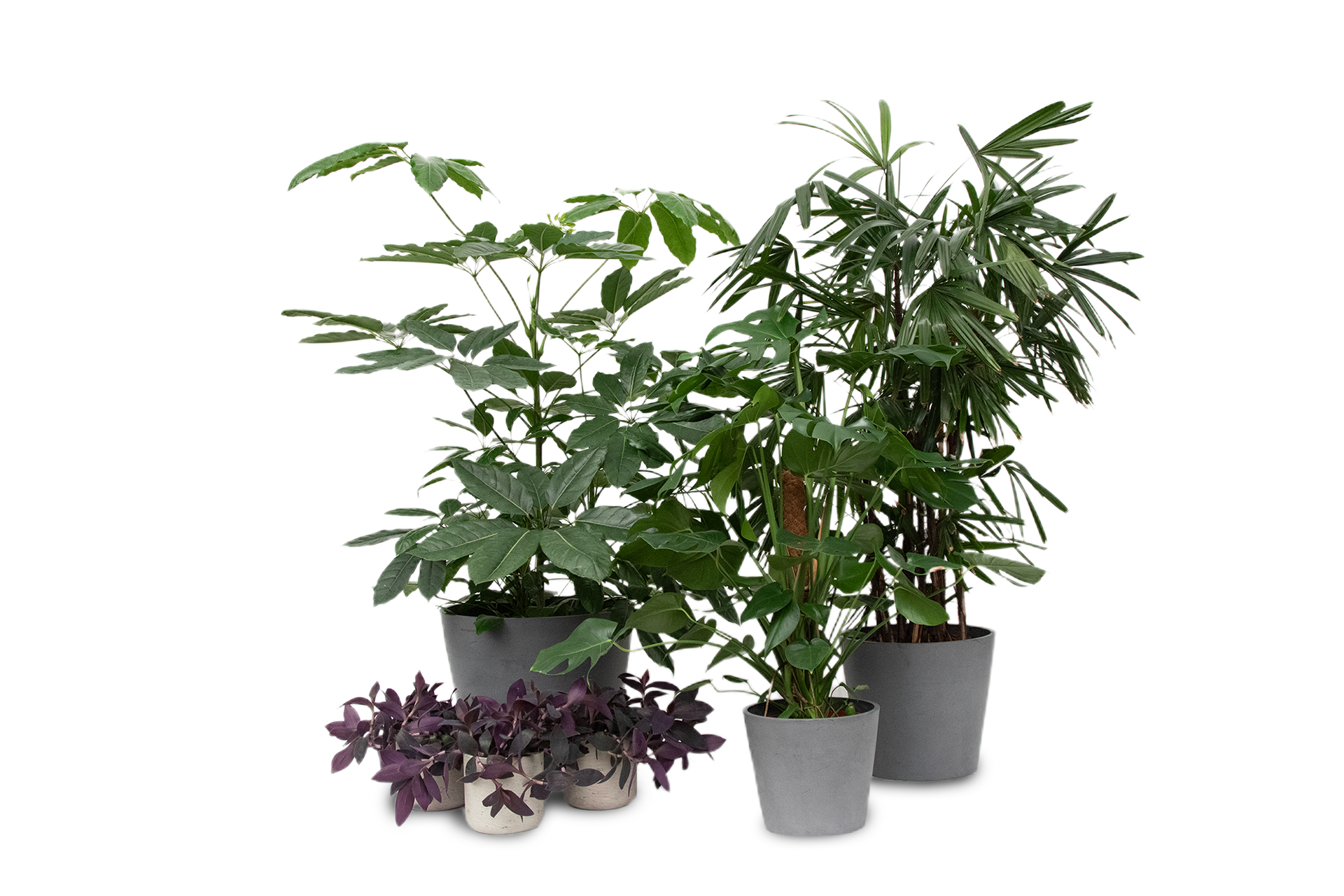 Pflanzenarrangement