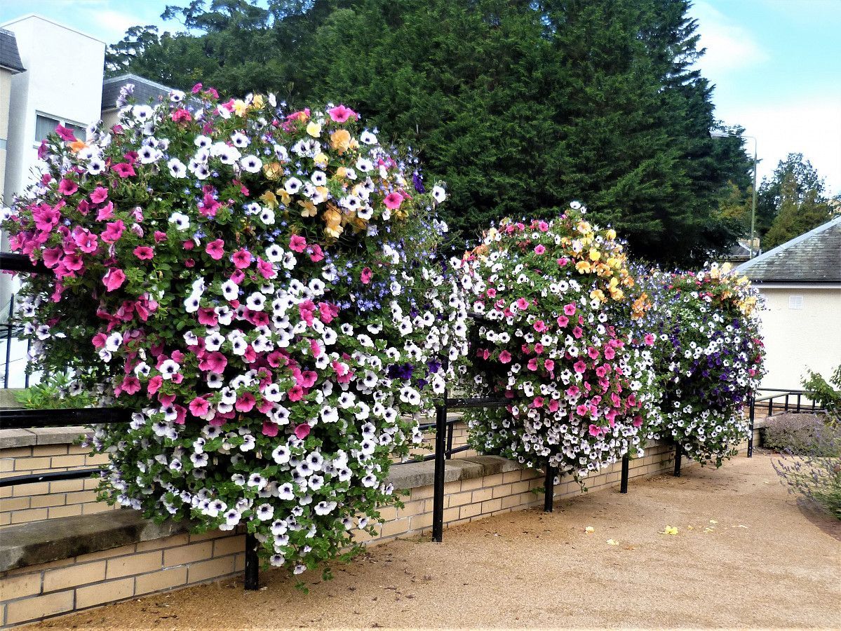 Colorful hanging flower baskets line a brick wall, path.