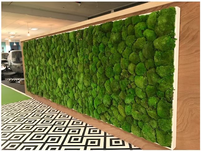 Internal Moss Walls and art can be bespoke to your requirements, no maintenance or irrigation required