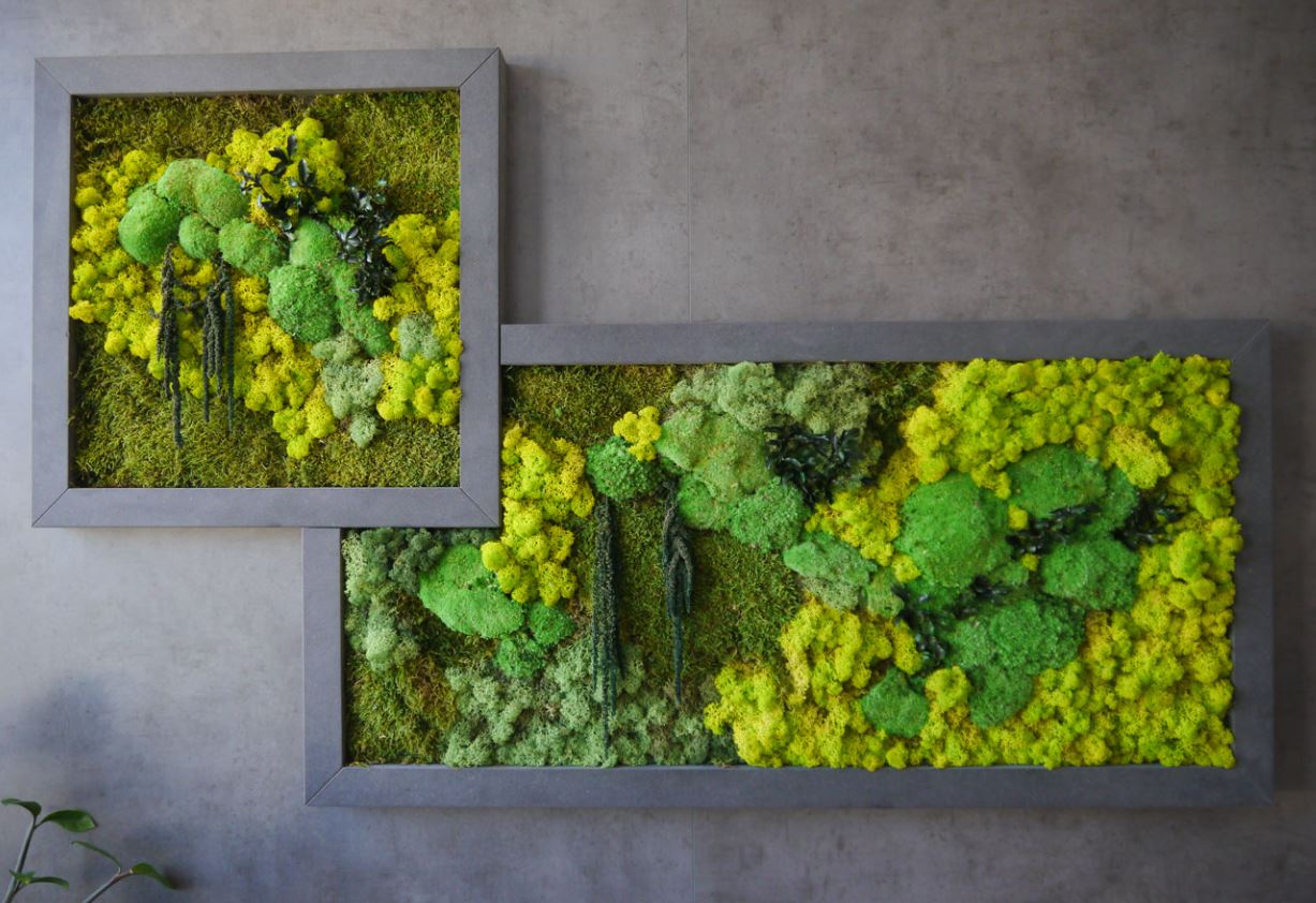 Two moss art pieces in gray frames mounted on a gray wall, featuring various shades of green and yellow moss.