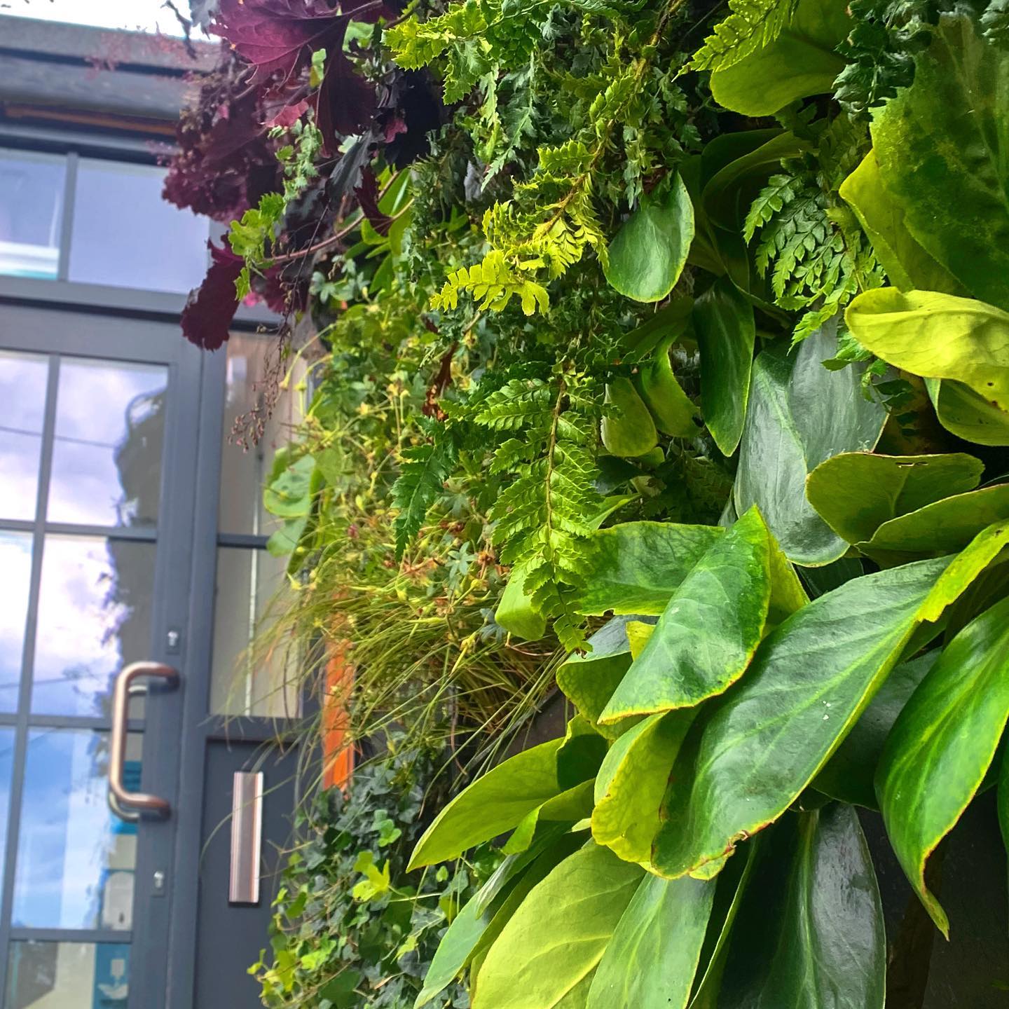 Plant Box Living Wall installed to a reception entrance