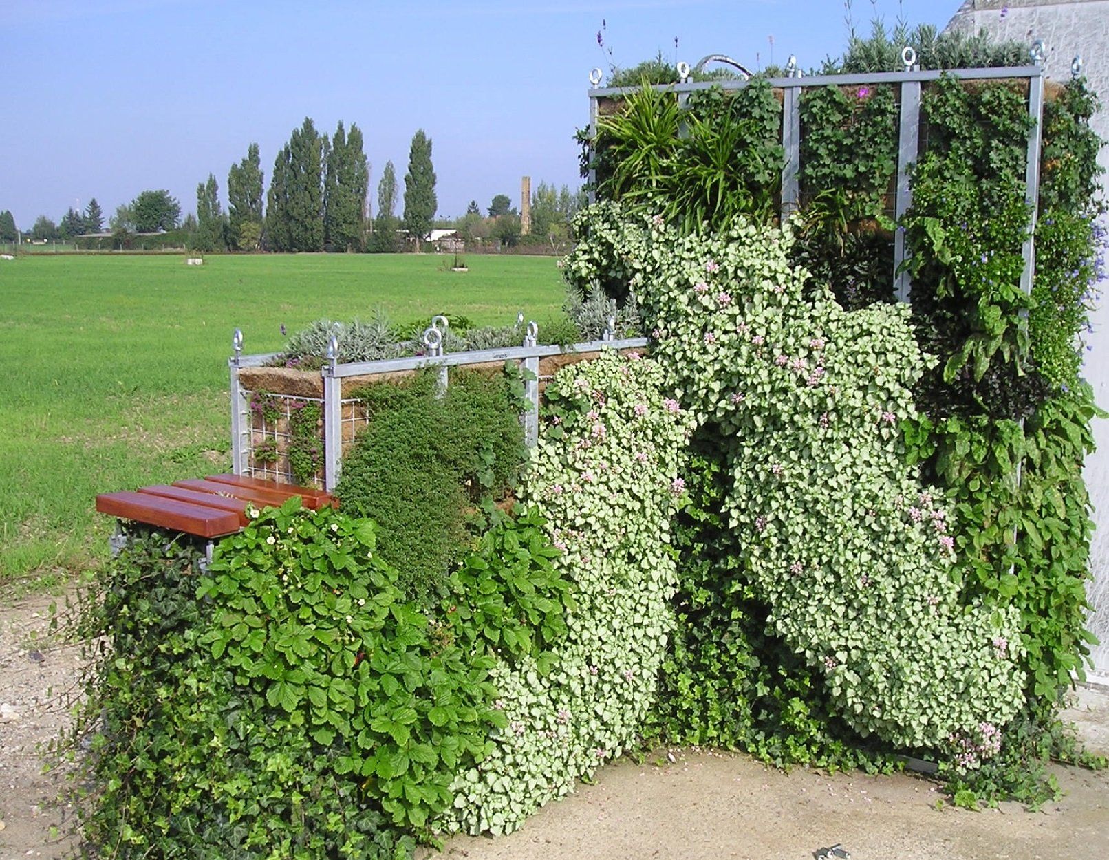 Green wall with bench. Lush foliage surrounds metal frame and wooden bench. Outdoors, field in background.