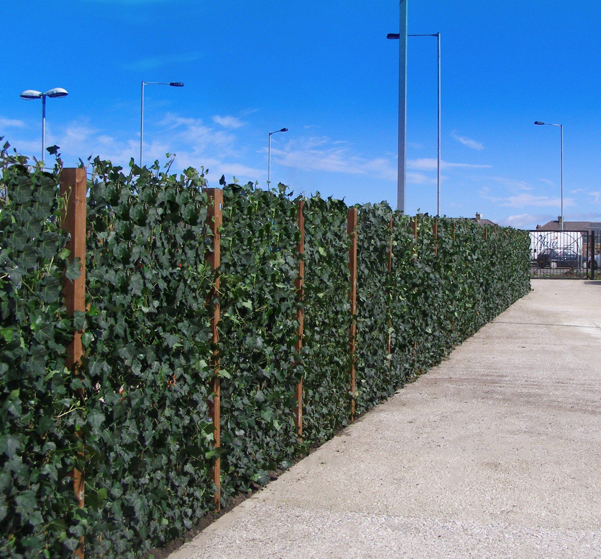 Green screens with timber posts ground planted around the perimeter of a junior school play ground