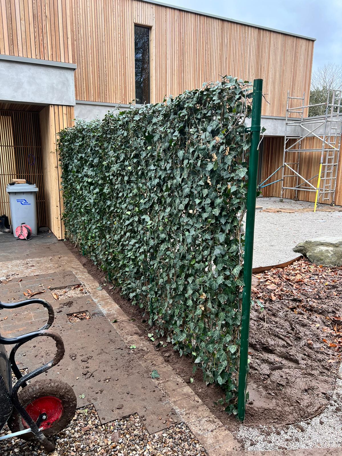 Green ivy hedge against a wooden building. Green metal post supporting the hedge.