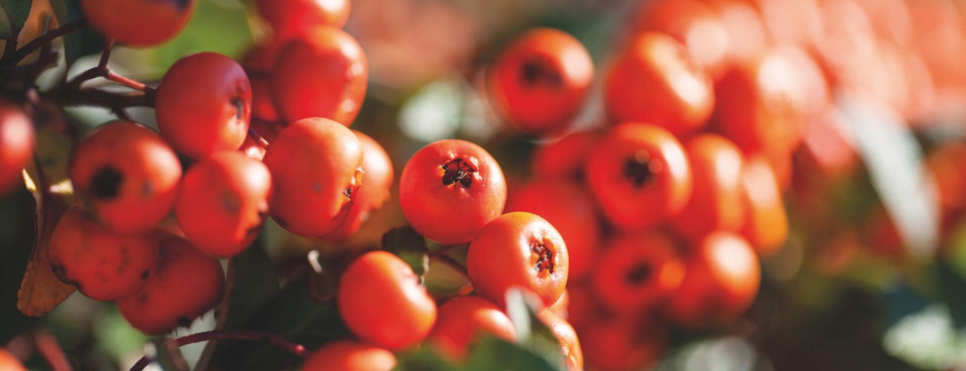 Close-up of vibrant red berries clustered on a branch.