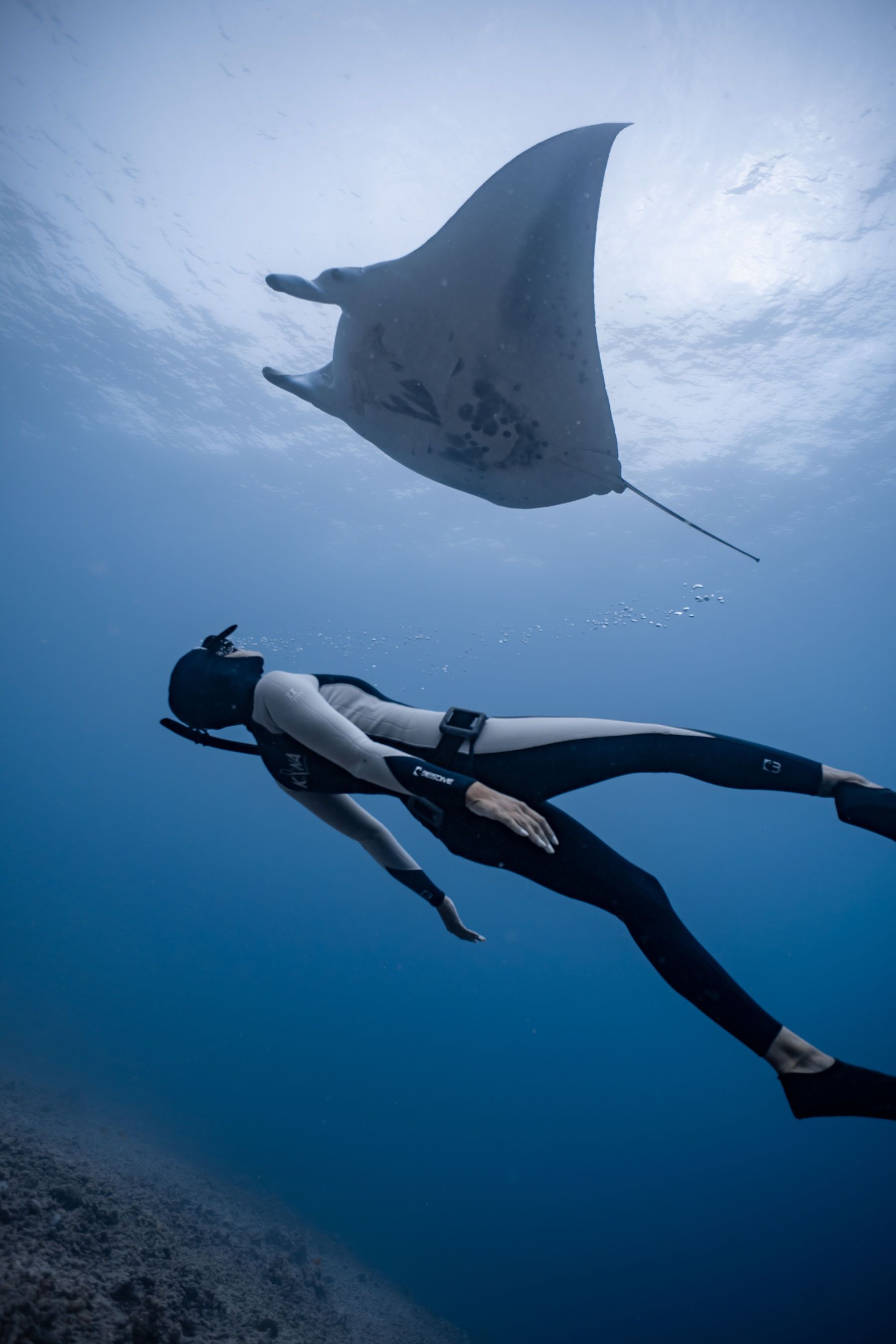 A woman is freediving with a manta ray in the ocean.