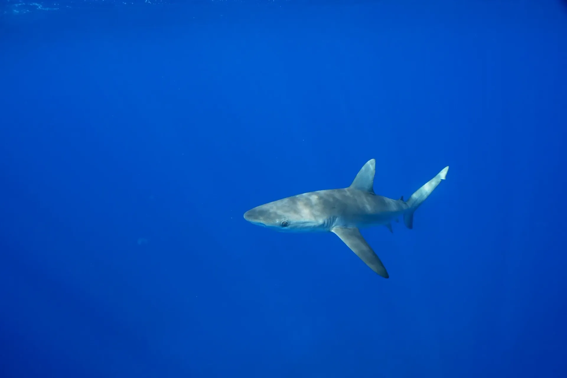A blue shark is swimming in the ocean.