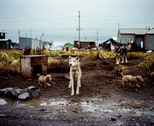 A group of dogs are standing in a muddy field.
