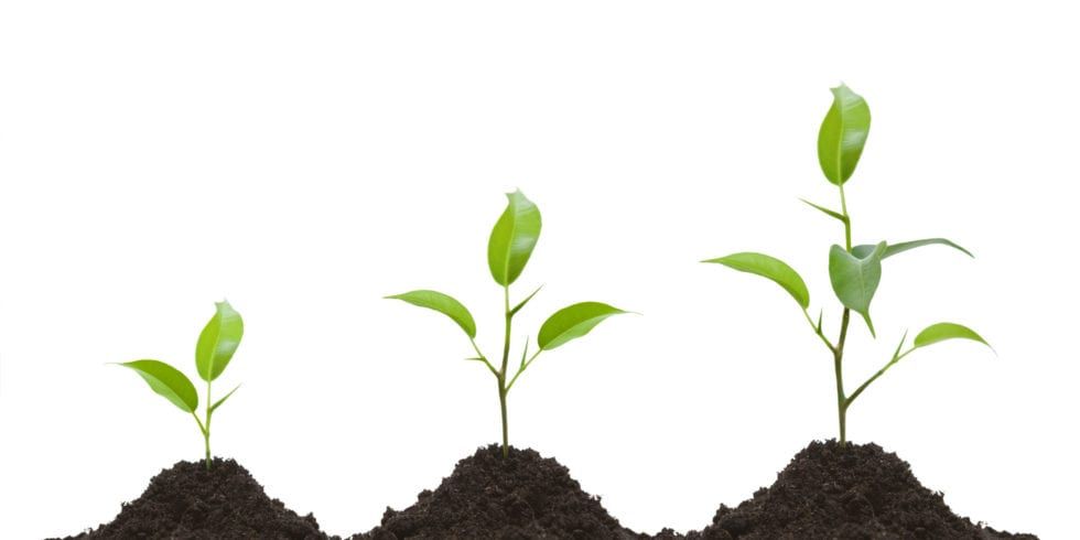 Three small plants are growing out of a pile of dirt.