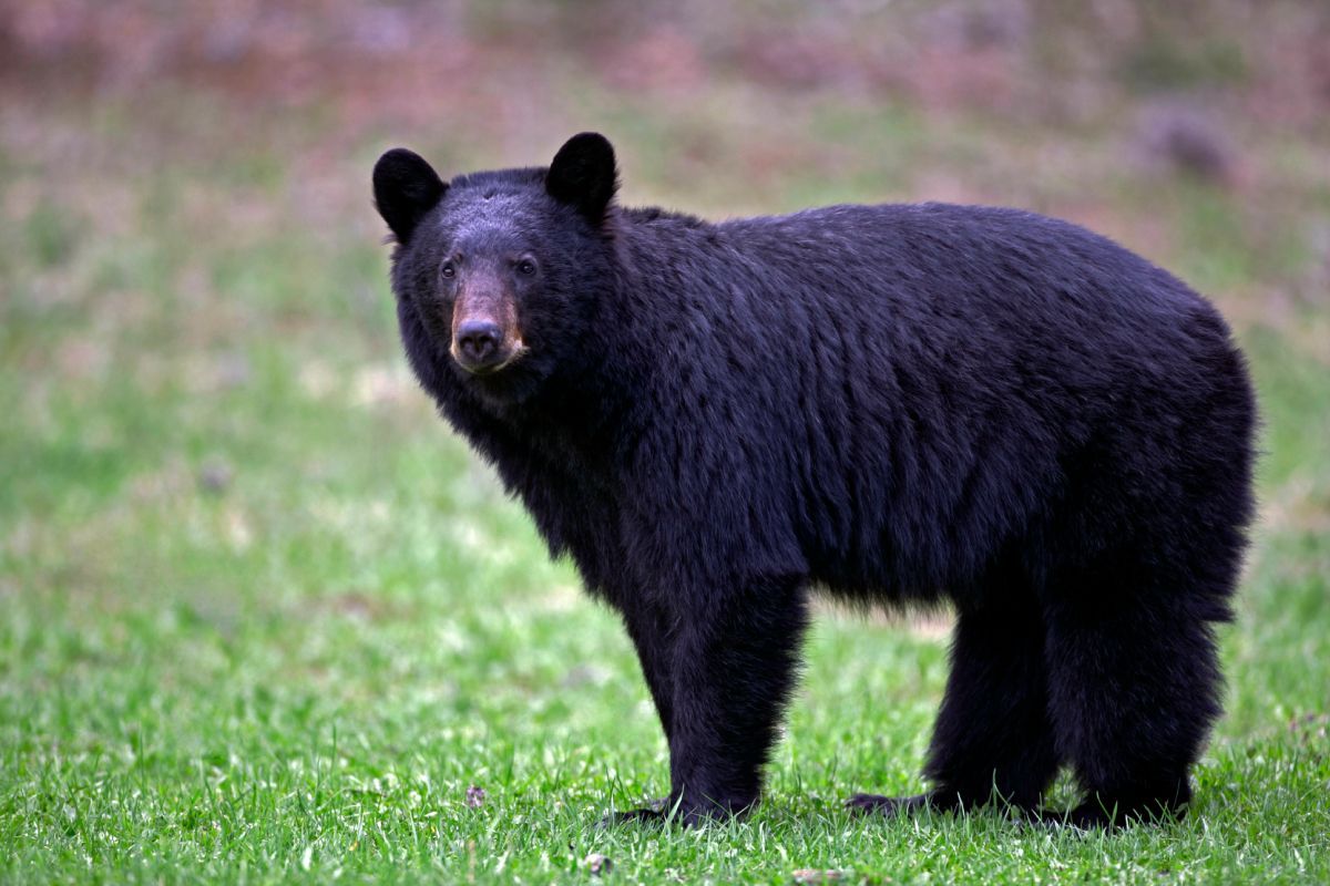 black bear