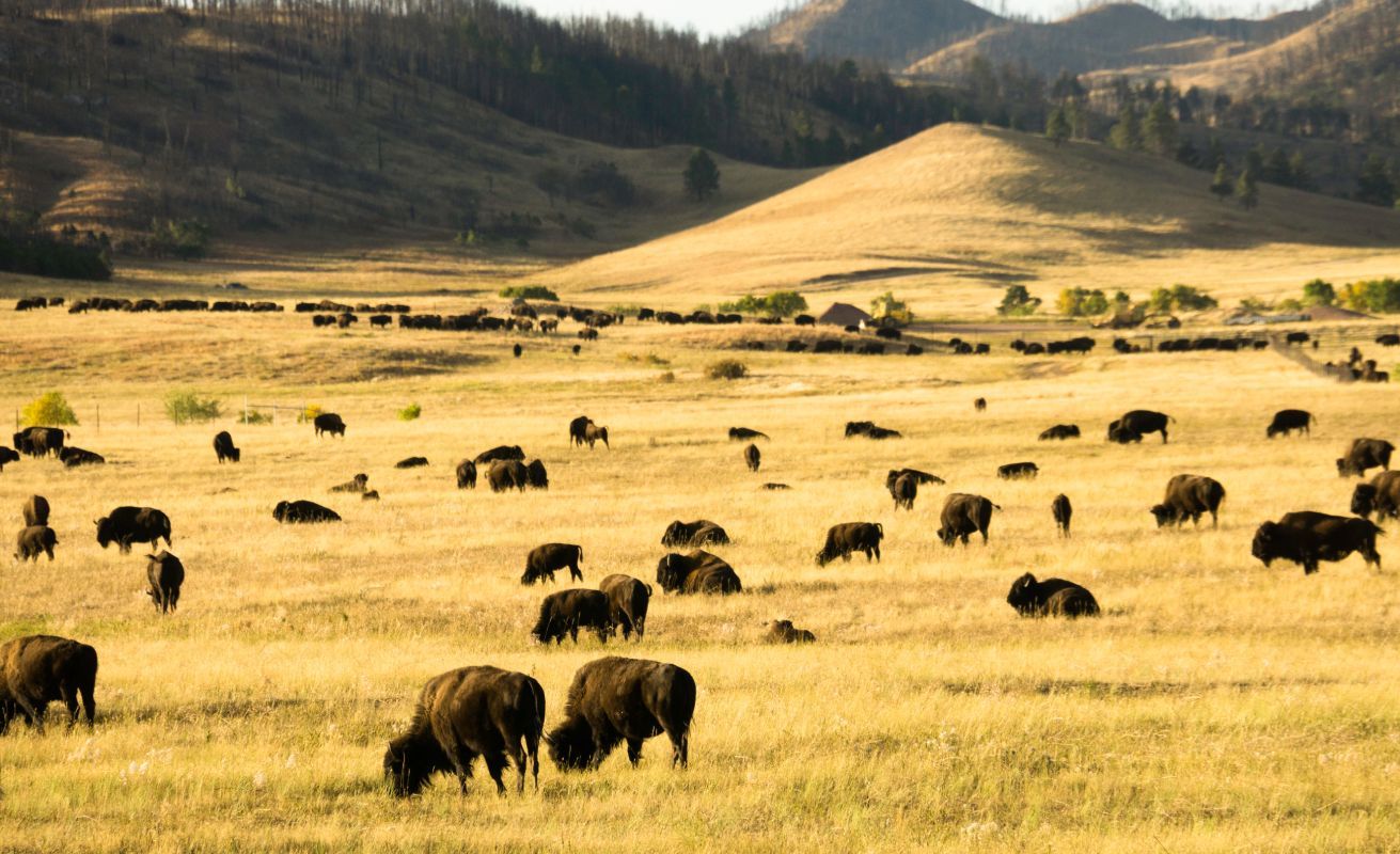 Custer State Park